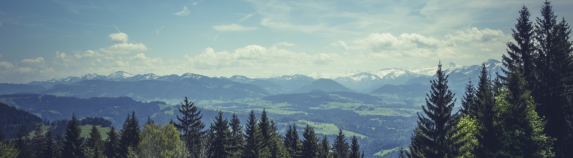 Waldbild